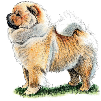 Chow Chow - Click Image to Close